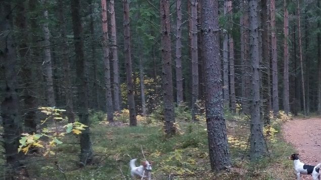 Så skönt att alltid kunna ha hundarna lösa i skogen eftersom de inte skulle springa efter vilt. Underlättar oerhört.