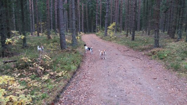 Så skönt att alltid kunna ha hundarna lösa i skogen eftersom de inte skulle springa efter vilt. Underlättar oerhört.